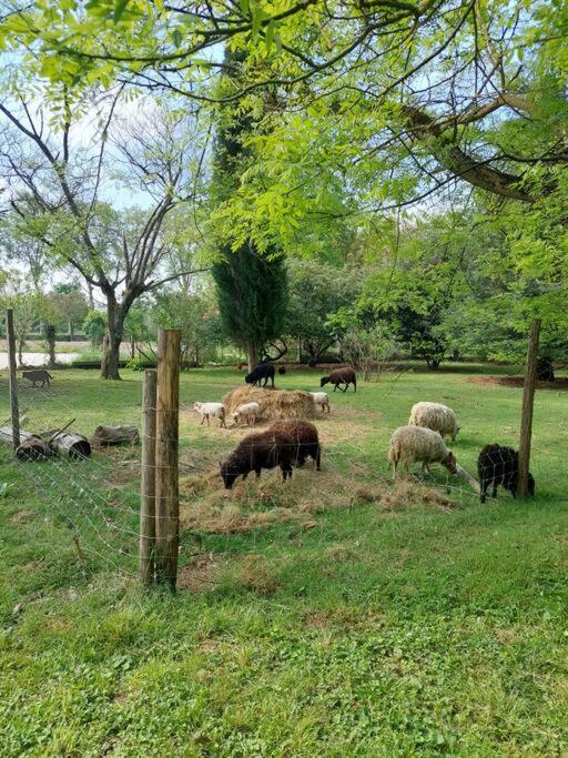 Maison De Famille Avec Parc Arbore Montauban Extérieur photo